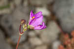 Limestone fameflower